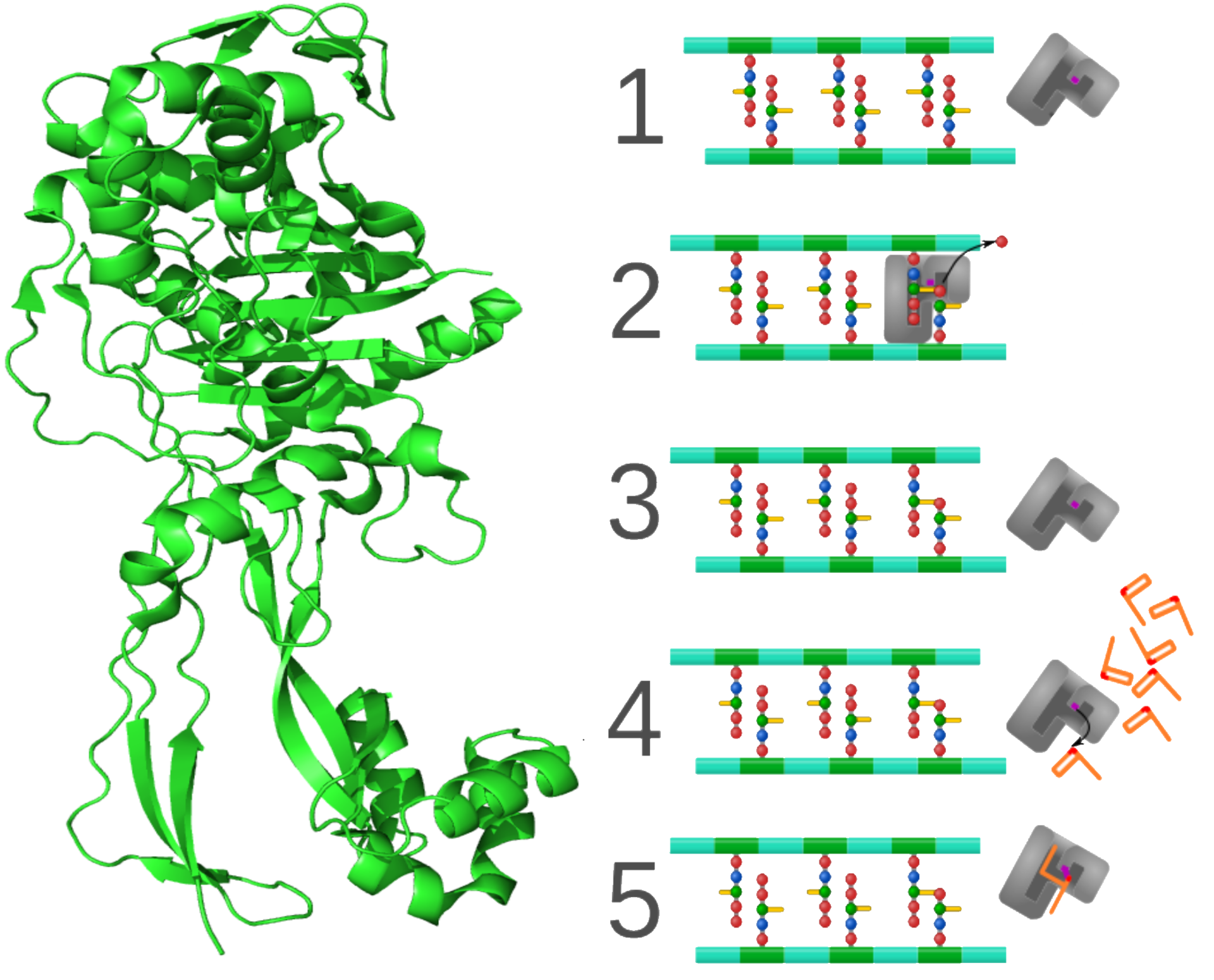 Антибиотики и резистентность бактерий: β-лактамные антибиотики - 6 image