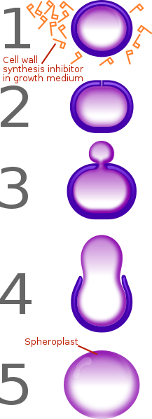 Антибиотики и резистентность бактерий: β-лактамные антибиотики - 7 image