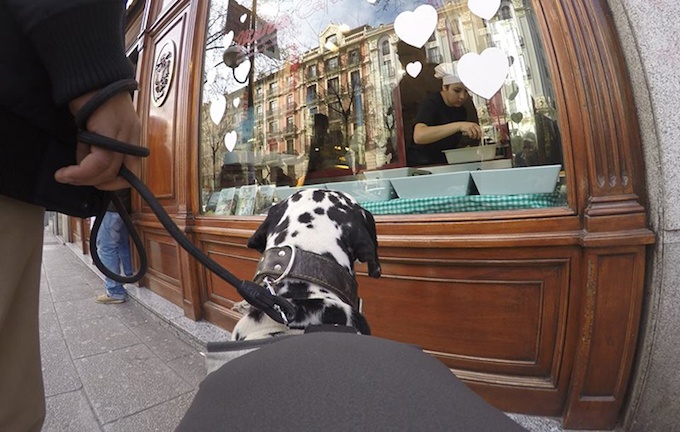 Гаджет Posting Tail превращает собаку в блоггера - 2 Гаджет Posting Tail превращает собаку в блоггера - 2