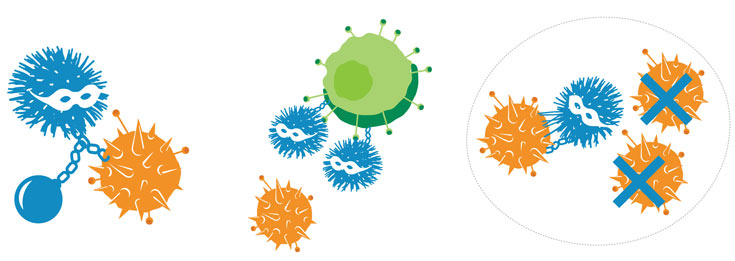 Макромолекулы — новое оружие против вирусов
