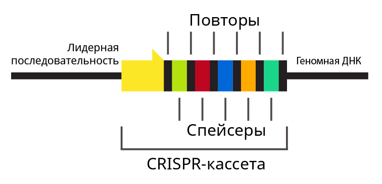 CRISPR-Cas как сигнатурный антивирус - 2