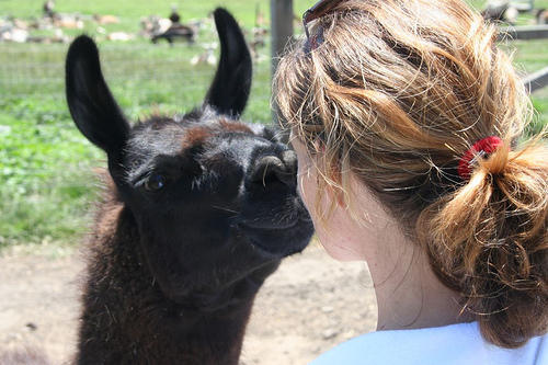 Пользователи DeviantArt сопротивляются вводу новой ленты просмотра - 3 Лама и пользователи