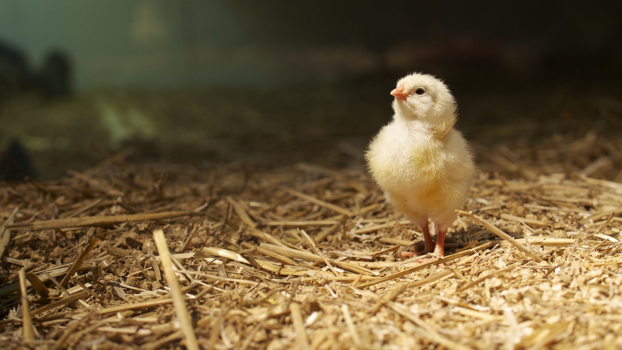 Видео про выращивание цыплёнка без скорлупы: реальность или подделка? - 1