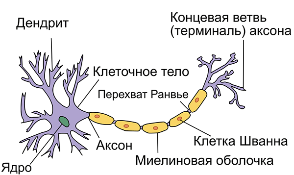 Переустановка иммунной системы. Радикальный новый метод лечения рассеянного склероза доказал свою эффективность - 2