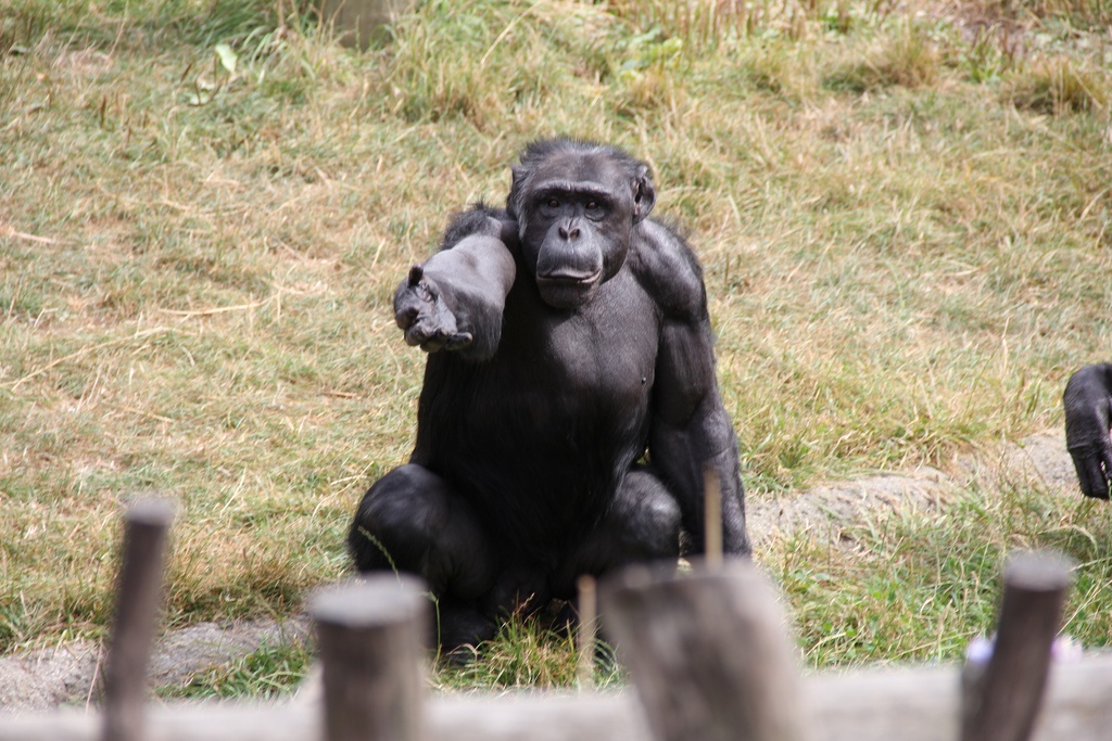 Что общего в поведении политиков и шимпанзе? - 1