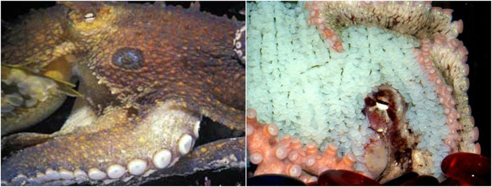 Альтернативы смерти: как победить старение - 3 Альтернативы смерти: как победить старение - 3