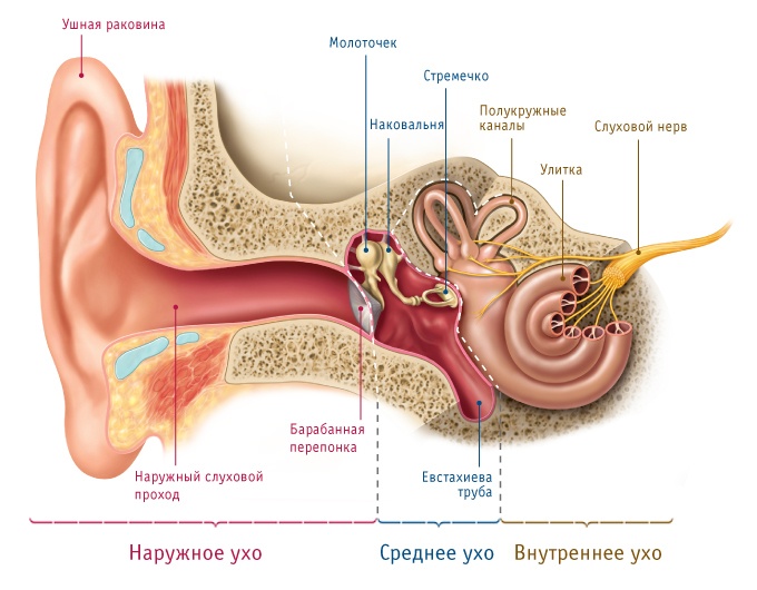 Строение уха