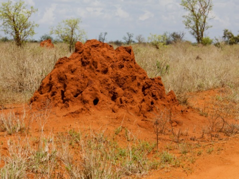 Термиты освоили сельское хозяйство на 25 млн лет раньше людей - 5