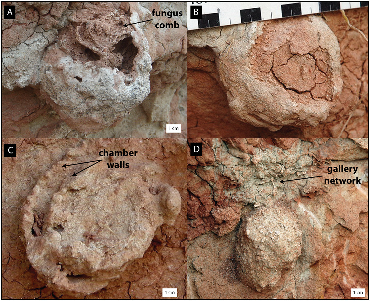 Термиты освоили сельское хозяйство на 25 млн лет раньше людей - 1