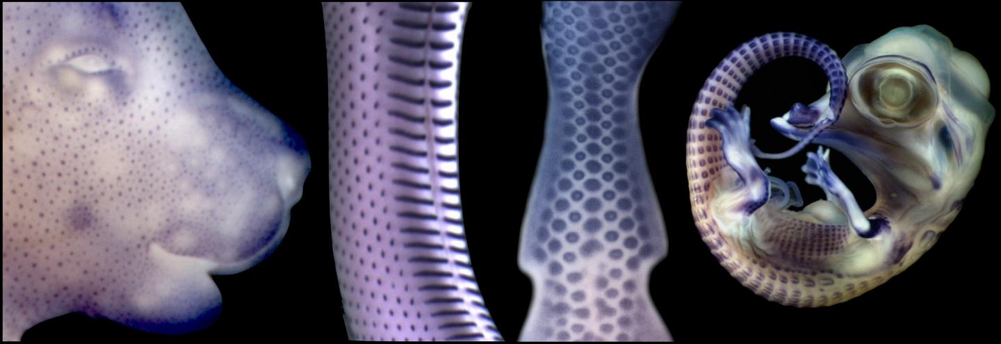 Волосы, перья и чешуя имеют общего предка - 2 image