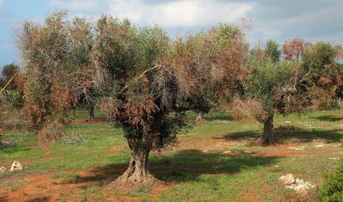 Из-за недоверия к ученым Италия может лишиться своих оливковых деревьев - 2