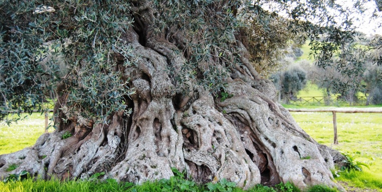 Из-за недоверия к ученым Италия может лишиться своих оливковых деревьев - 1