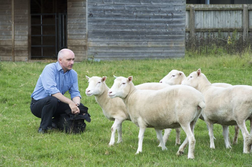 Клоны овечки Долли помогают доказывать безопасность SCNT-клонирования - 1