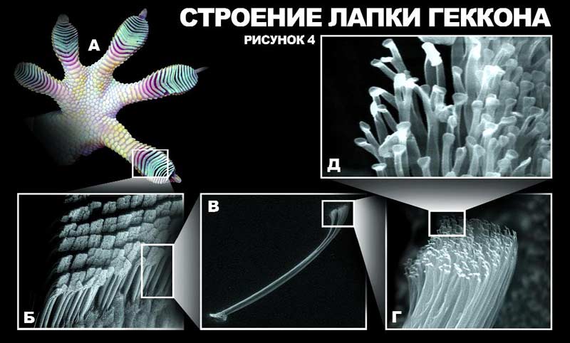 Физика в мире животных: лапа геккона - 3