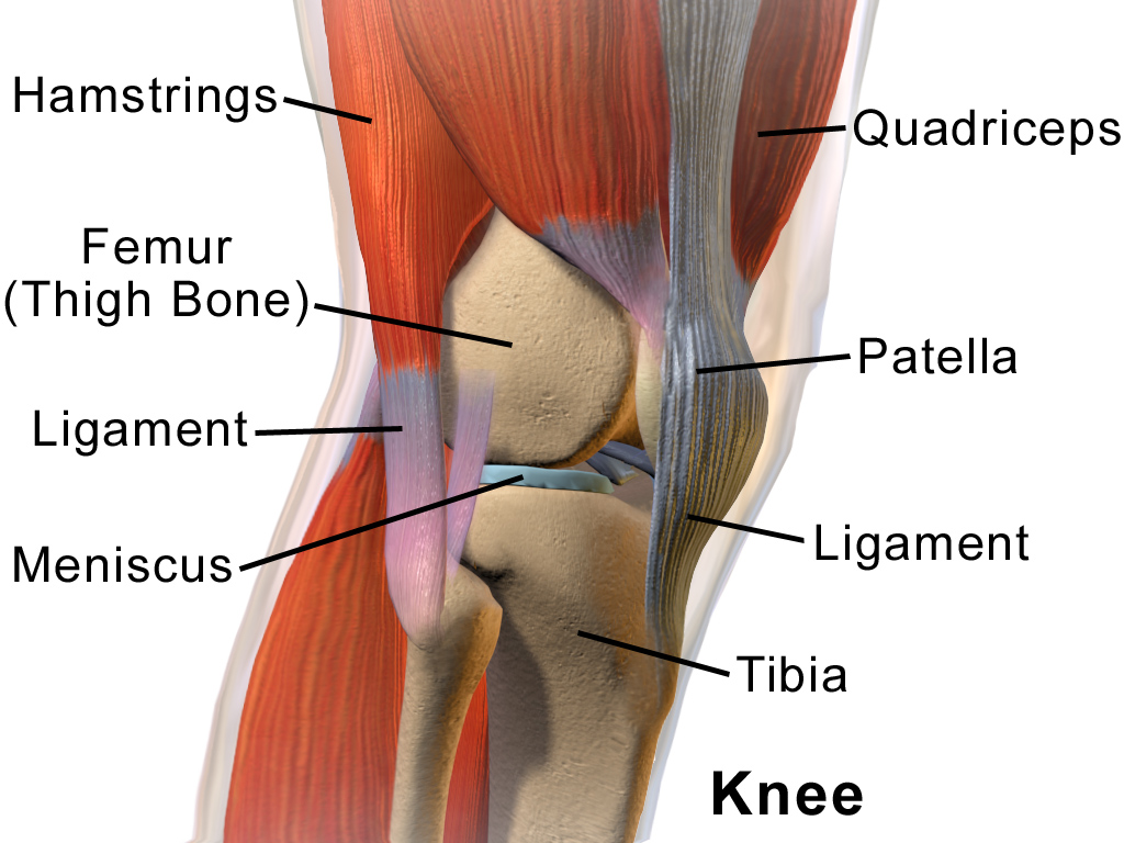 Science: почему травмы колена зачастую не заживают? - 3