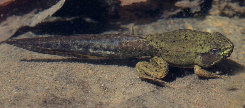 22 сообщения надежды (и науки) для креационистов - 26 22 сообщения надежды (и науки) для креационистов - 26