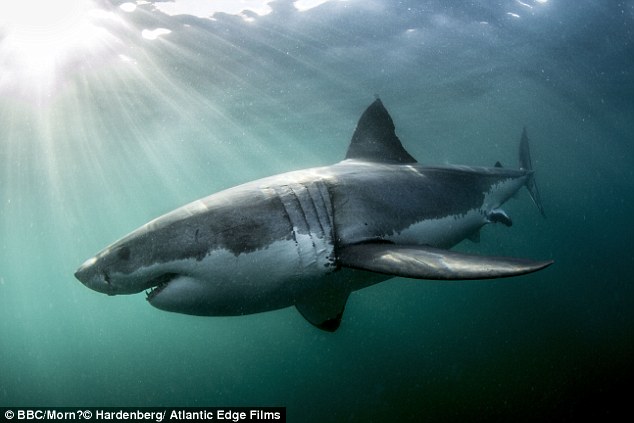 Акулы и дельфины как оружие в руках военных - 2 Акулы и дельфины как оружие в руках военных - 2
