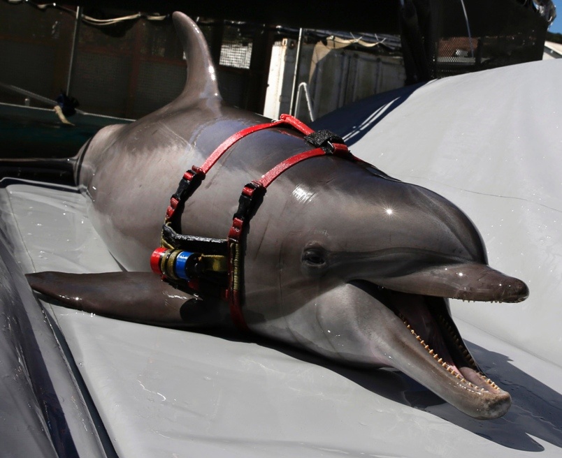 Акулы и дельфины как оружие в руках военных - 3