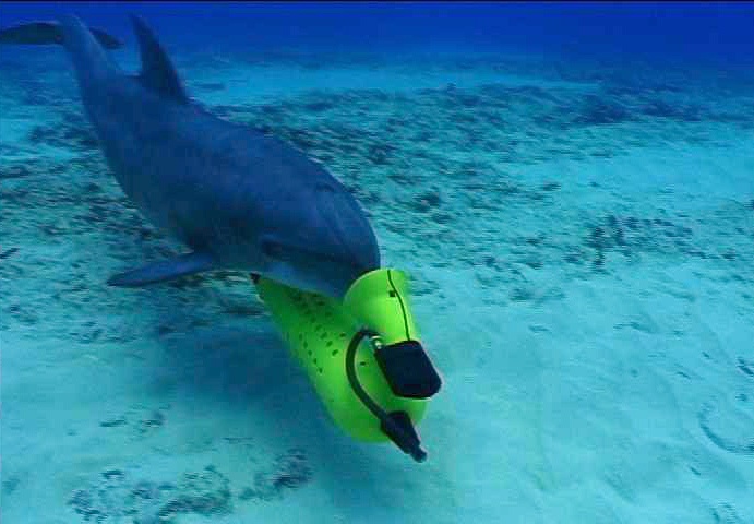Акулы и дельфины как оружие в руках военных - 4