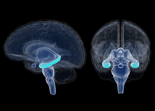Стартап KerNEL пытается создать коммерческие мозговые импланты для улучшения памяти - 2