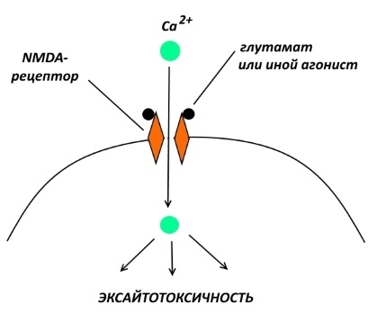 Фармакологическая модуляция памяти. Часть 1 - 3