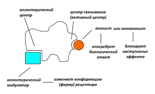 Фармакологическая модуляция памяти. Часть 1 - 5