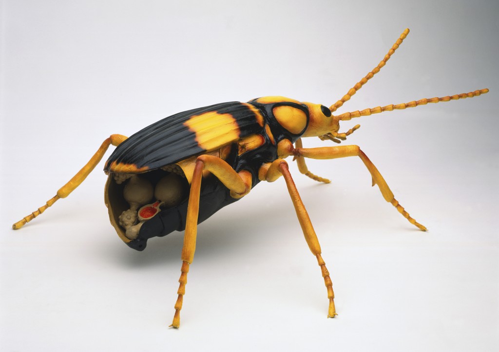 Физика в мире животных: жук-бомбардир и его «орудие» - 2