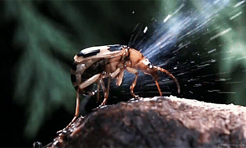 Физика в мире животных: жук-бомбардир и его «орудие» - 3