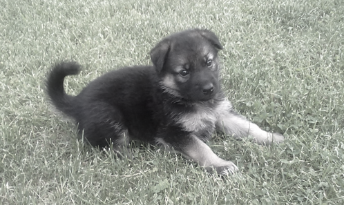 Использование графических эффектов в приложениях UWP с помощью Win2D - 5 Использование графических эффектов в приложениях UWP с помощью Win2D - 5