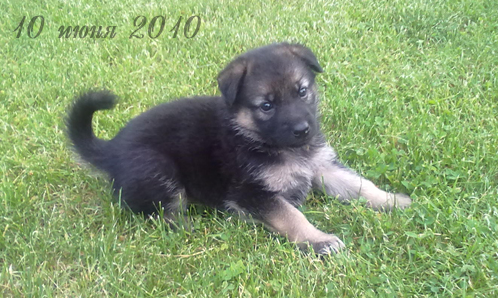 Использование графических эффектов в приложениях UWP с помощью Win2D - 6 Использование графических эффектов в приложениях UWP с помощью Win2D - 6