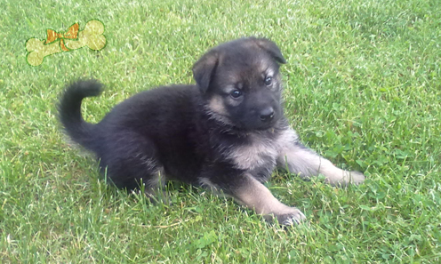 Использование графических эффектов в приложениях UWP с помощью Win2D - 7 Использование графических эффектов в приложениях UWP с помощью Win2D - 7