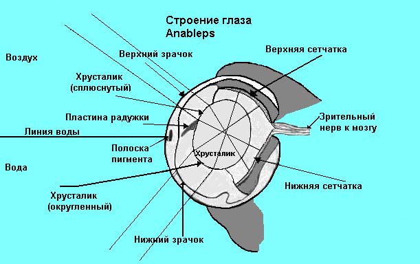 Физика в мире животных: «четырехглазые» рыбы и их «оптические приборы» - 4
