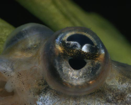 Физика в мире животных: «четырехглазые» рыбы и их «оптические приборы» - 5