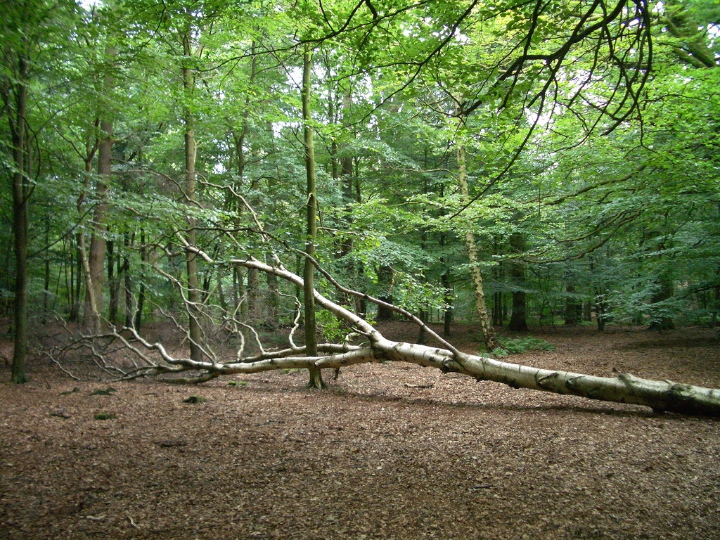 NGINX: Перехват ошибок 5хх с помощью отладочного сервера - 1 image