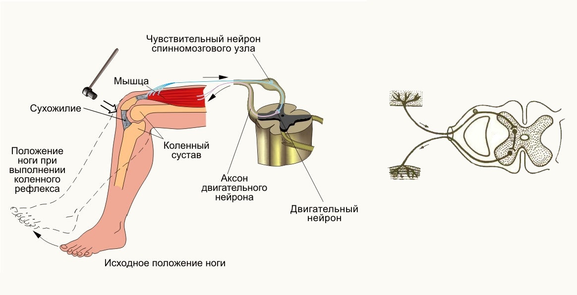 Последовательность спинномозгового рефлекса. Схема рефлекторной дуги коленного рефлекса. Схема строения коленного рефлекса. Схема рефлекторной дуги разгибательного коленного рефлекса. Схема рефлекторной дуги коленного рефле.