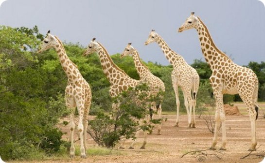 Жирафы существуют не в одном, а в четырех видах