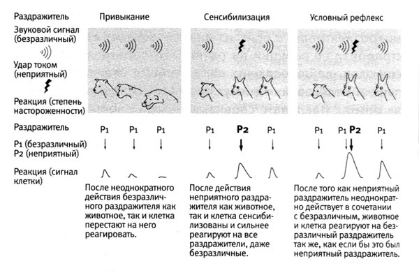 Симулятор нервной системы. Часть 2. Модулируемый нейроэлемент - 2