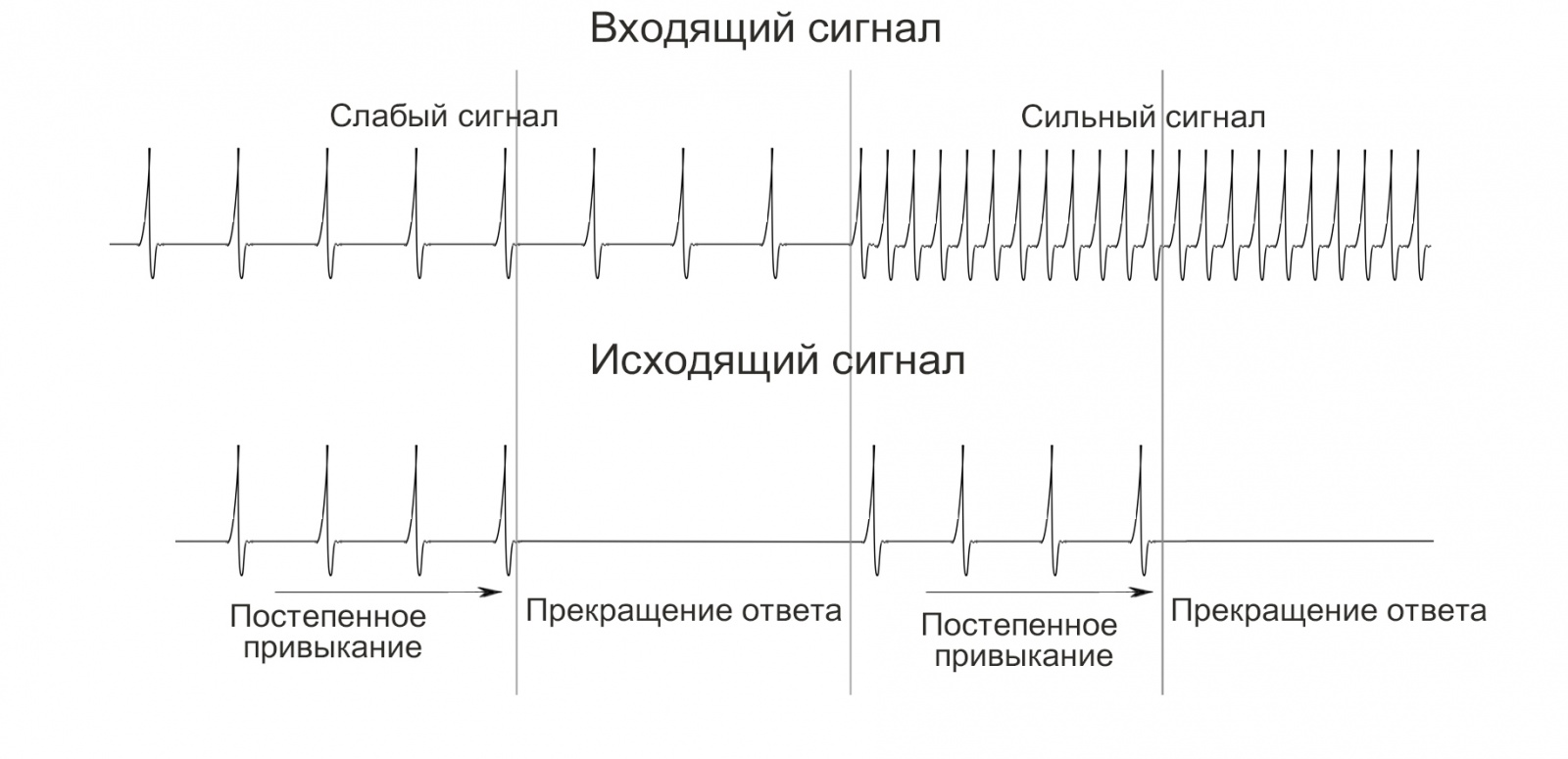 Симулятор нервной системы. Часть 2. Модулируемый нейроэлемент - 5