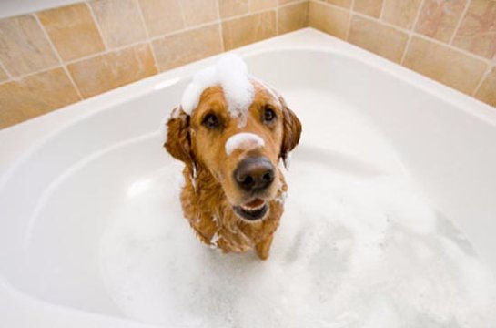 Ученые разработали руководство по правильному купанию Ученые разработали руководство по правильному купанию