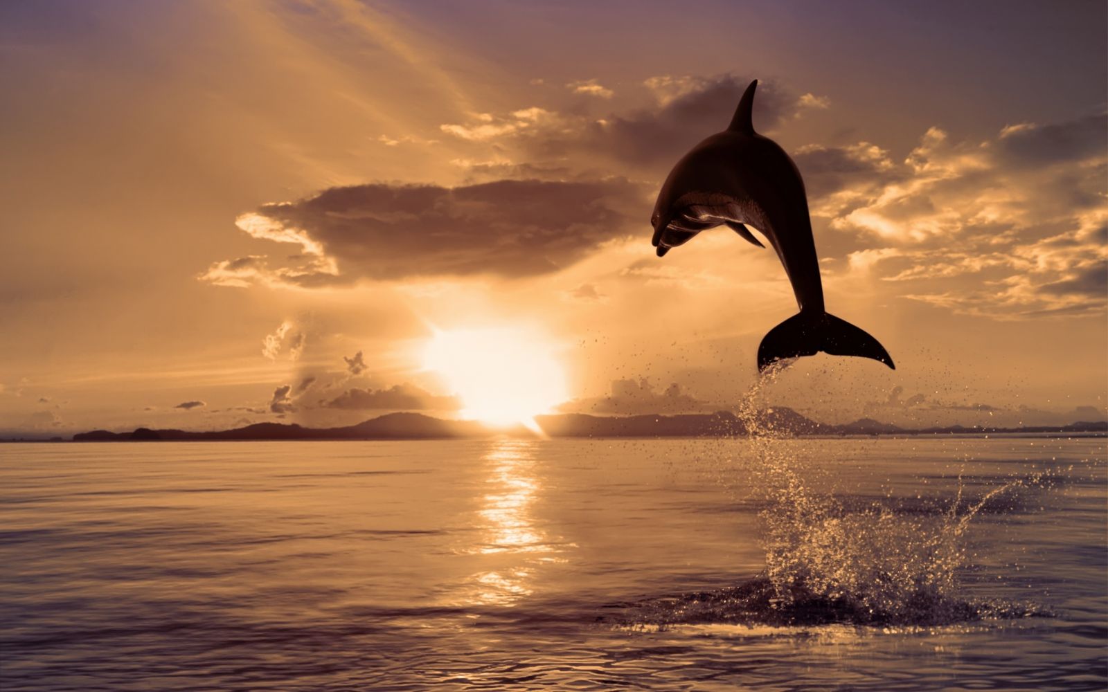 Анализ акустических сигналов дельфинов-афалин показал возможное наличие у них развитой разговорной речи - 1