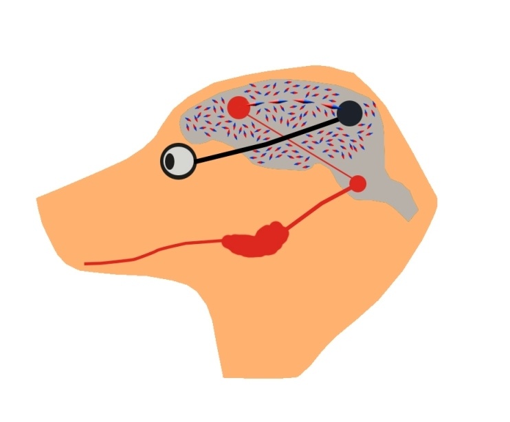 Симулятор нервной системы. Часть 3. Ассоциативный нейроэлемент - 4 Симулятор нервной системы. Часть 3. Ассоциативный нейроэлемент - 4