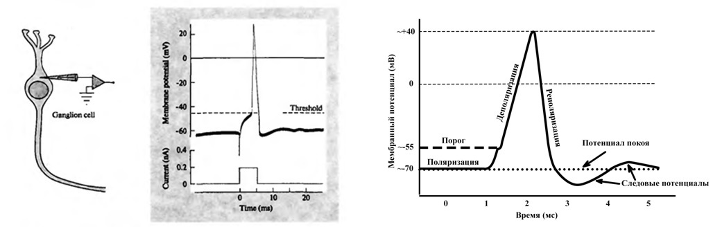 Симулятор нервной системы. Часть 3. Ассоциативный нейроэлемент - 7 Симулятор нервной системы. Часть 3. Ассоциативный нейроэлемент - 7