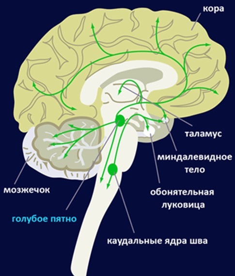 Память, консолидация памяти и бабушкины нейроны - 9