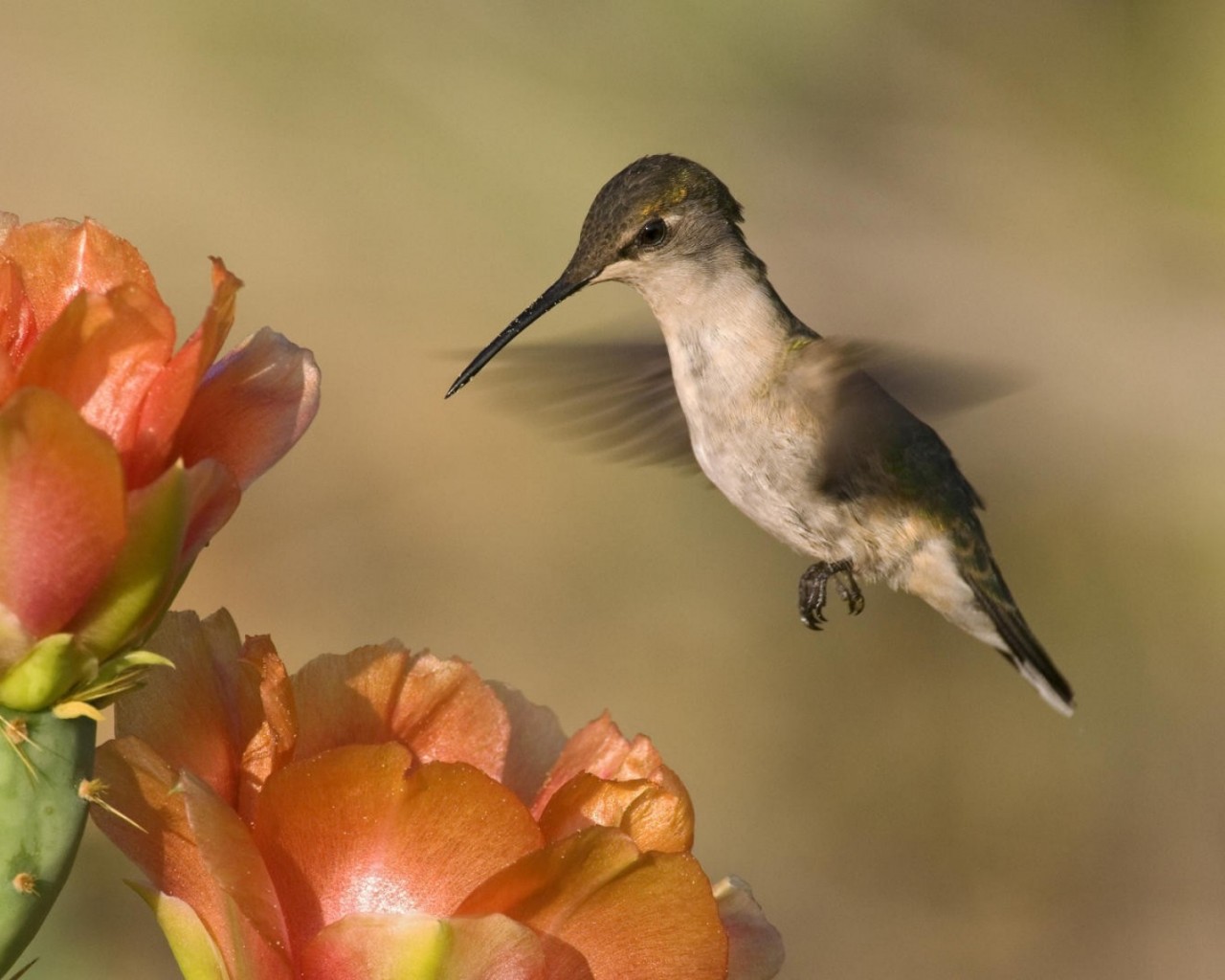 Физика в мире животных: колибри и ее полет - 2