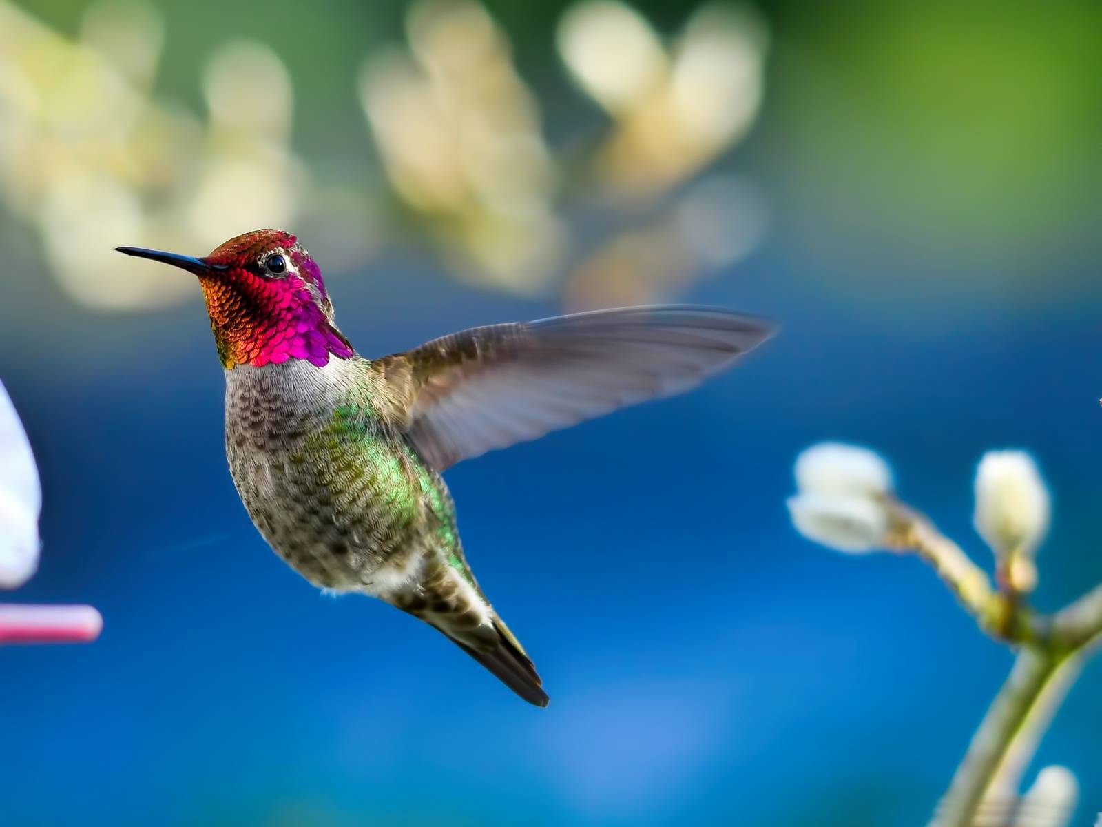 Физика в мире животных: колибри и ее полет - 3