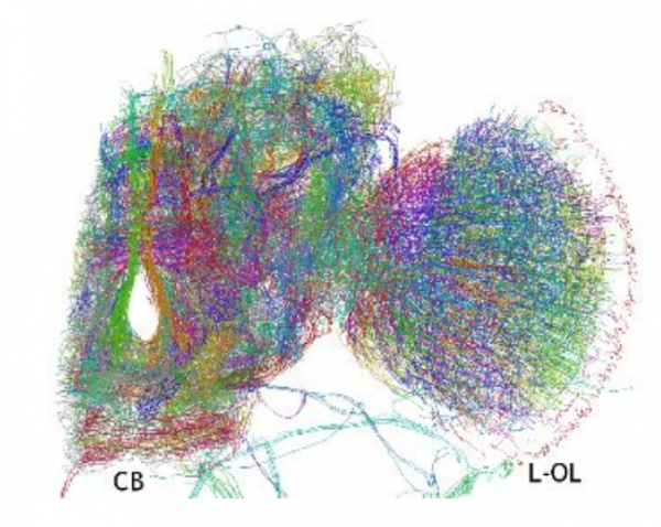 Ученые впервые составили 3D-модель мозга дрозофилы - 2 Ученые впервые составили 3D-модель мозга дрозофилы - 2