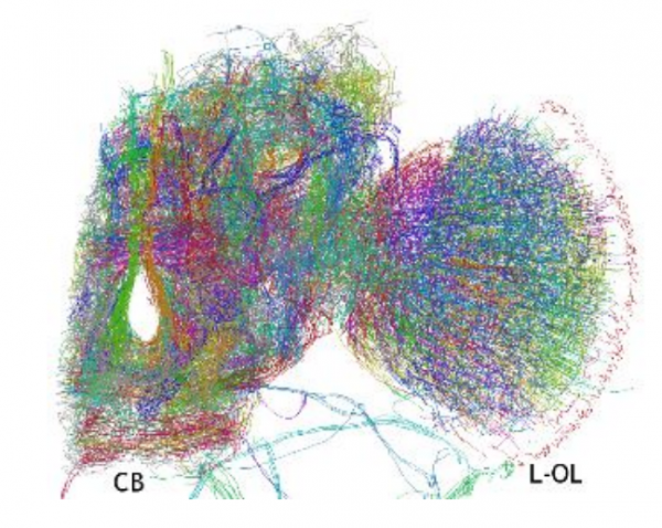 Ученые впервые составили 3D-модель мозга дрозофилы - 2