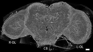 Ученые впервые составили 3D-модель мозга дрозофилы - 3