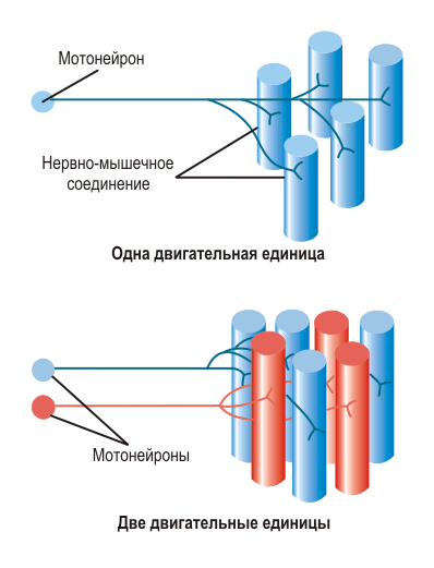 Удивительный мозжечок - 2