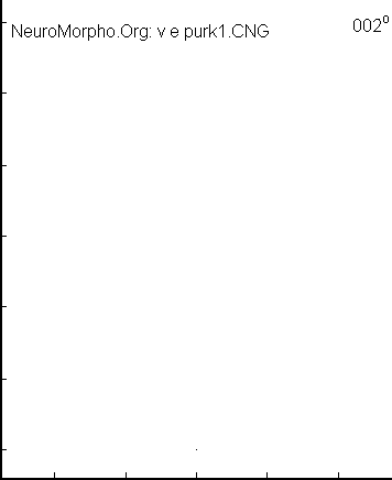 Удивительный мозжечок - 5 Удивительный мозжечок - 5